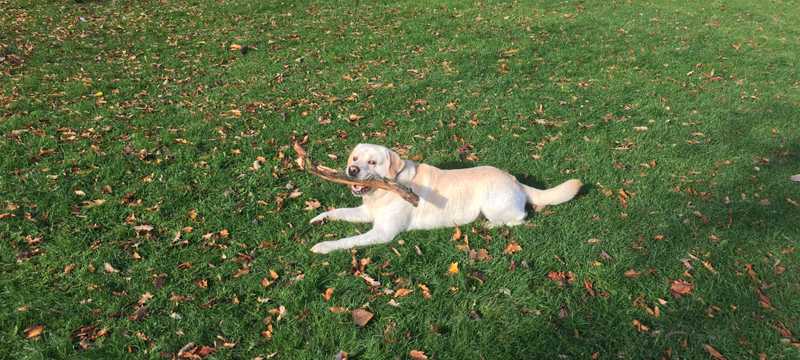 Programming in the pandemic: personal insights & professional process - CW Developer Network