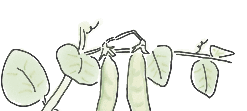 Why Your Innovation Team May Be Stifling Innovation, and Other Strategy Lessons From Peas