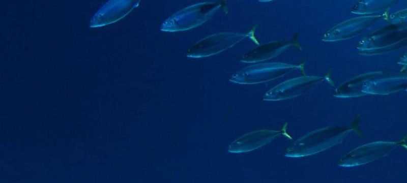 What Zebrafish Can Teach Us About Healthy Workspaces